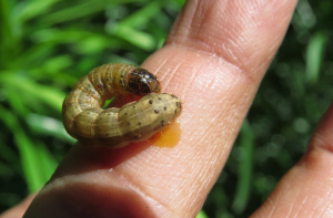 Agric Ministry has distributed chemicals to fight Fall armyworm - Deputy Agric Minister