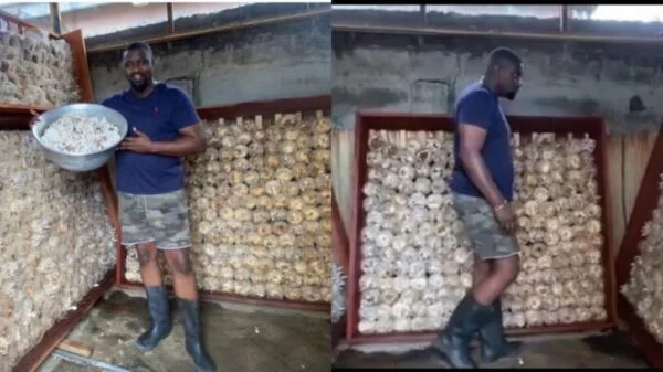 See Inside John Dumelo’s BIG Mushroom Factory He Built in Ayawaso West Constituency That Gets Everyone Talking - VIDEO/PHOTOS