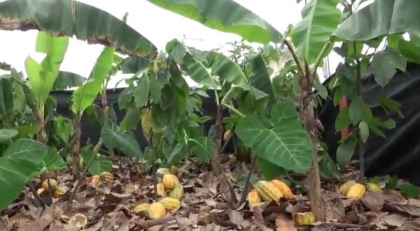 2020 Farmers Day Launched At Techiman