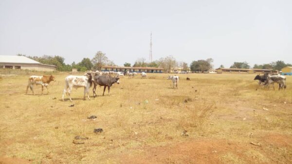 Cattle Invade Schools: Scared Students Scamper For Safety In Wenchi