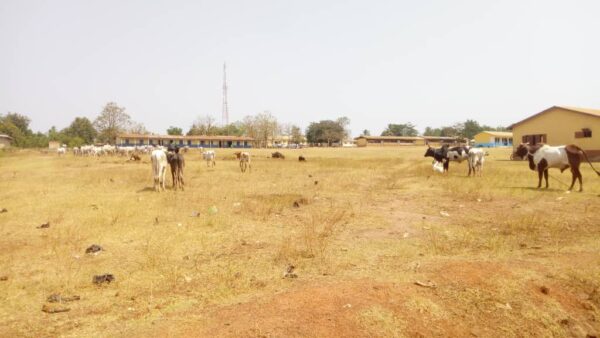 Cattle Invade Schools: Scared Students Scamper For Safety In Wenchi