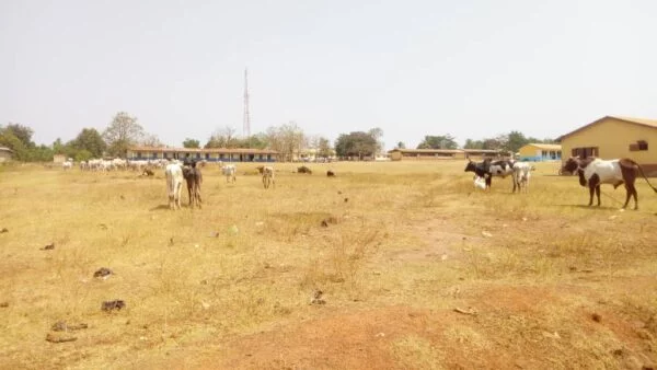 Cattle Invade Schools: Scared Students Scamper For Safety In Wenchi