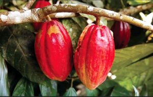 COVID19 4 Ghana should worry about China’s cocoa production