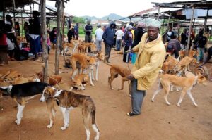 Business News 53 Dog Market