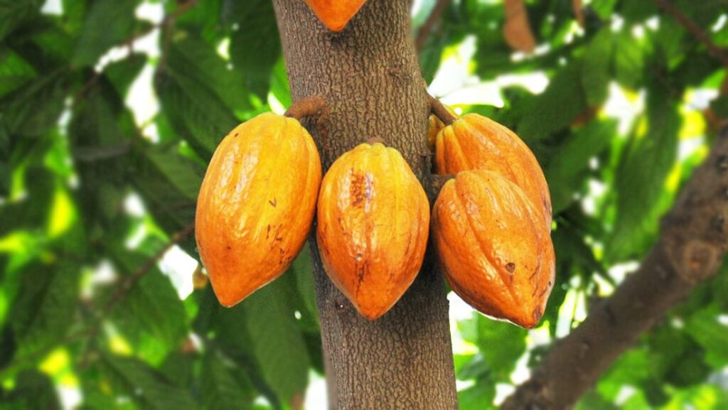 Average price of cocoa decreased marginally by 1% 1 cocoa