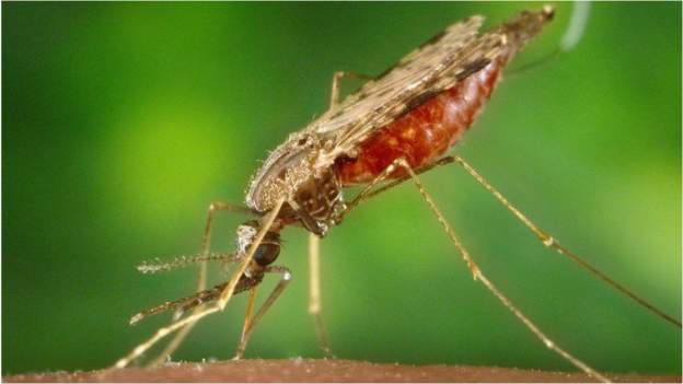 Today is World Malaria Day and Twitter is buzzing like a mosquito 1 today is world malaria day and twitter is buzzing like a mosquito