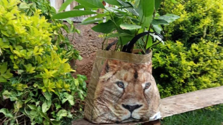 Carrier bag mistaken for stray lion triggers alarm in Kenya 1 carrier bag mistaken for stray lion triggers alarm in kenya scaled