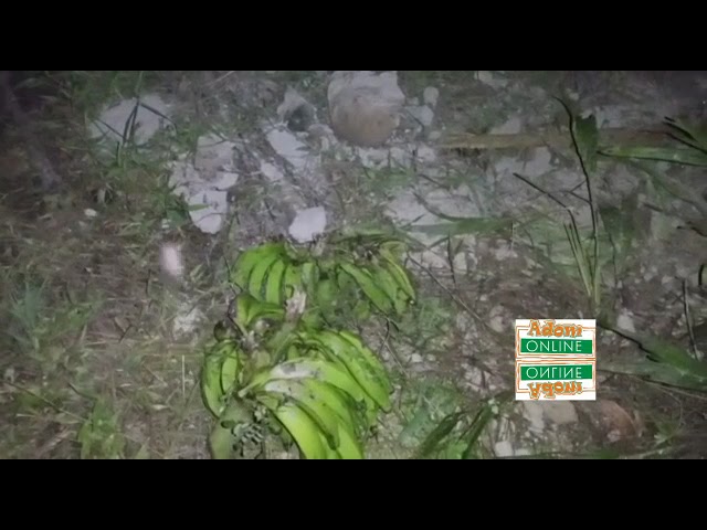 man stoned to death for stealing plantain at mankesim