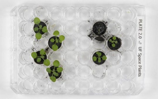 moon soil used to grow plants for first time in breakthrough test