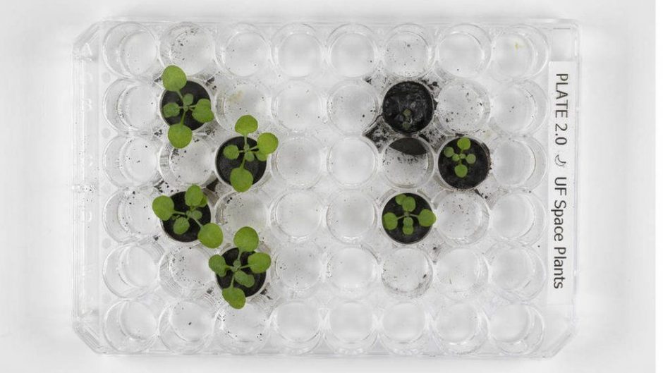 moon soil used to grow plants for first time in breakthrough test scaled