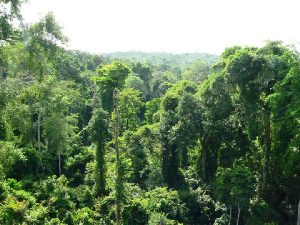 nana benyin on the achimota forest reserve lands and related matters