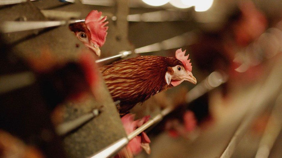 u s records first case of highly contagious bird flu in human health officials say scaled
