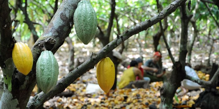 Cocoa Farms at Assin South