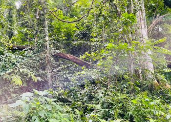 Abandon decision to mine bauxite in Atewa forest – Environmentalist