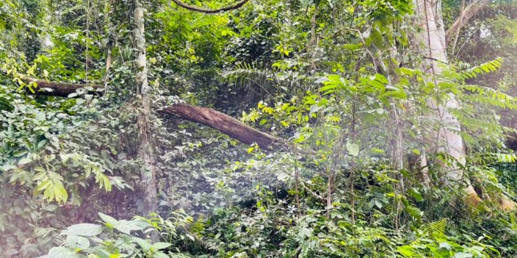 abandon decision to mine bauxite in atewa forest environmentalist