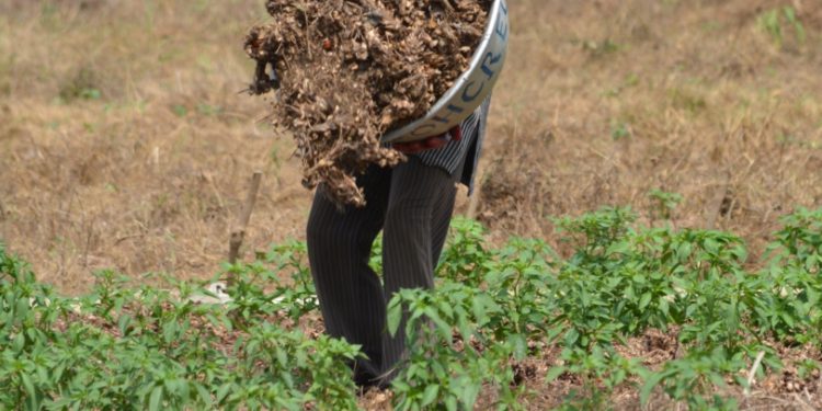 female farmers less likely to leave crop residues to decompose knust research