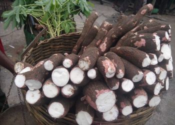 GAEC launches ‘Cassava Week’ celebration