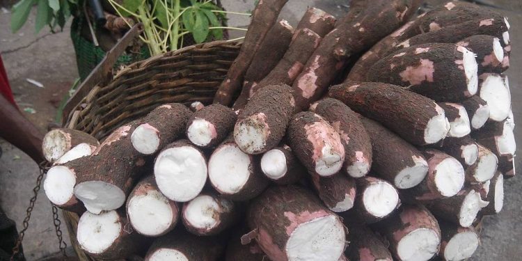 gaec launches cassava week celebration