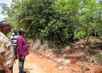 Government dismisses claims of Gh₵2.3 billion debt owed to Green Ghana seed providers