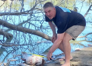 Millions of dead fish wash up near Australian town