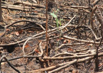Playback: The Probe discusses Ghana’s depleting vegetation cover