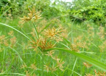 We need to incorporate some standardized herbal creams in wound management – KNUST don