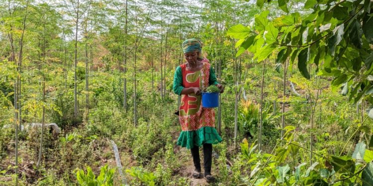 addressing gender gap in agrifood systems could enhance global economy by 1 trillion fao new report
