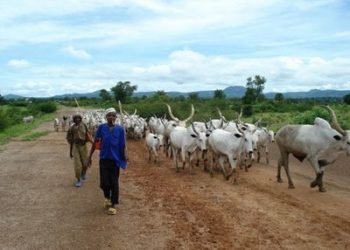 Cattle herders causing nuisance in Tema Freezone enclave