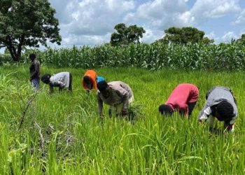 Chaka Uzondu: International Day of Peasants’ struggles