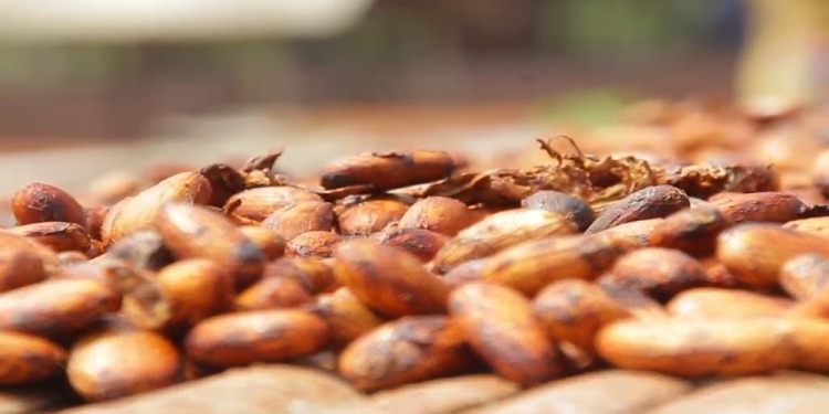 cocobod ensuring that pbc stays afloat fiifi boafo