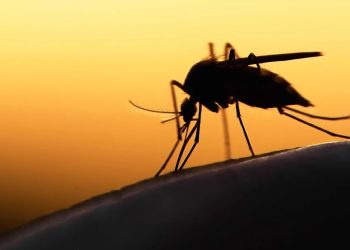 Experts hail recent approval of R21 Malaria vaccine in Ghana and Nigeria