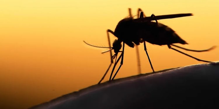 experts hail recent approval of r21 malaria vaccine in ghana and nigeria