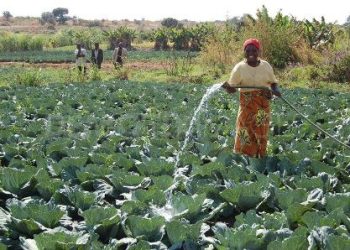 Farmers urged to run their farms as a business, choosing profitable agric practices