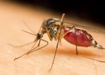 Ghana confirms invasion of dangerous new mosquito breed