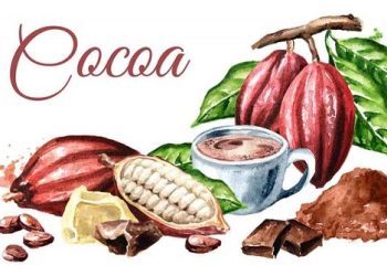 Ghanaians advised to consume more cocoa products