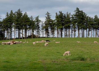 Global antimicrobial resistance forum launched to tackle threats to planetary health