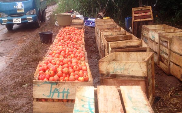 importers blame boko haram high exchange rate for tomatoes price hikes in kumasi