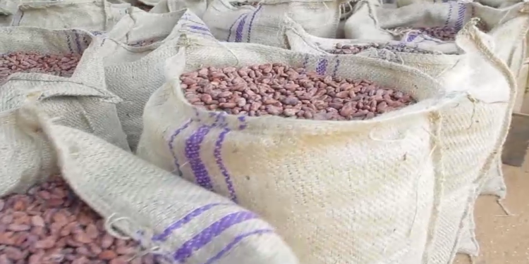 minority takes on cocobod after mahamas claims on cocoa sector