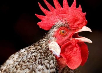 Nigerian rooster loses court battle over noise pollution