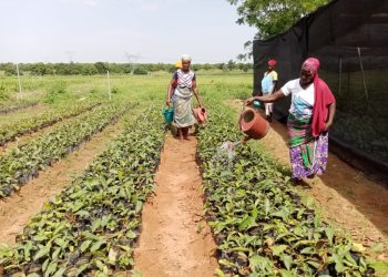 Shea tree maturation to be reduced from 25 years to 5 years
