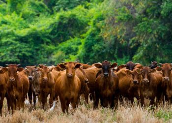 WOAH’s Global Conference on Emergency Management to address shared threats for a safer world