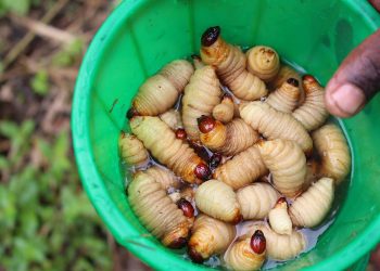 Climate Focus: Farming Palm Weevil for food security and climate change mitigation