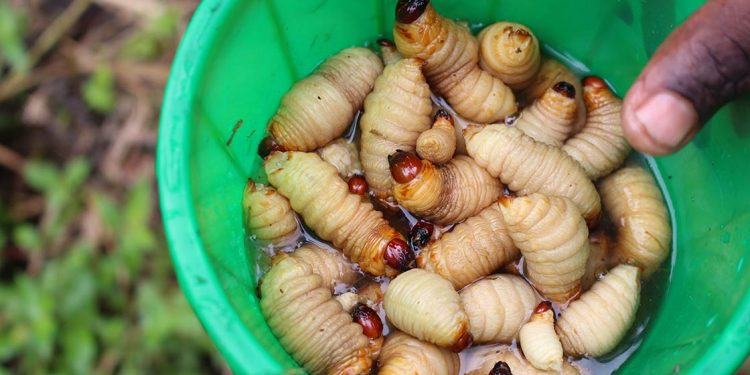 Climate Focus: Farming Palm Weevil for food security and climate change mitigation 1 climate focus farming palm weevil for food security and climate change mitigation