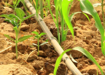 Drought-tolerant Sorghum receives boost to increase production