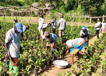 Edinam Djaton scribes: Let’s try operation feed yourself!