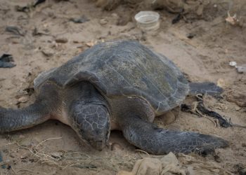 Environmental Justice Foundation calls for the protection of sea turtles for a more sustainable ocean in Ghana