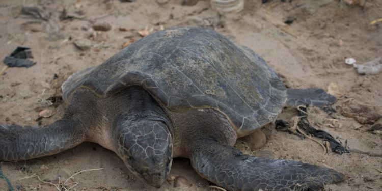 environmental justice foundation calls for the protection of sea turtles for a more sustainable ocean in ghana