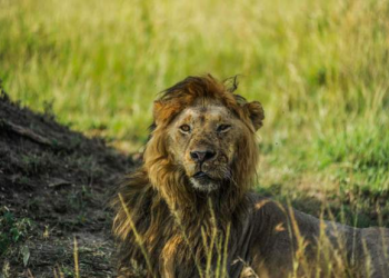 Kenyan officials meet herders after 11 lions killed