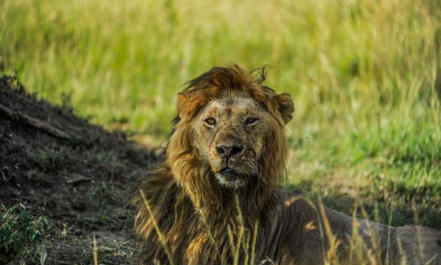 kenyan officials meet herders after 11 lions killed