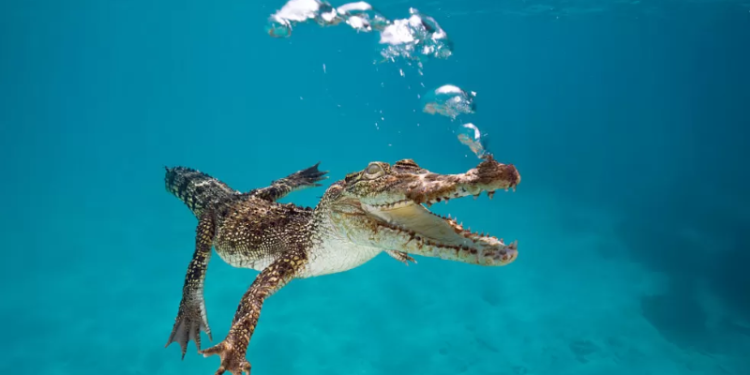 man prises crocodiles jaws off his head at australian resort
